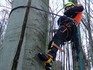 Záchrana paraglidisty z koruny asi třicetimetrového stromu u Chvalčova na...