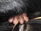 V plzeňské zoo se na Nový rok narodilo mládě šimpanze učenlivého. Je to samička.