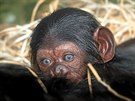 V plzesk zoo se na Nov rok narodilo mld impanze uenlivho. Je to samika.