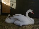Labut�, kter� se b�hem silvestrovsk�ch oslav zranily na b�ehu Vltavy. (2. ledna...