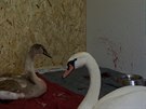 Labut�, kter� se b�hem silvestrovsk�ch oslav zranily na b�ehu Vltavy. (2. ledna...