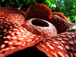 Rostlina s názvem Raflézie Tuan-Mudae (Rafflesia tuan-mudae) dosáhla po...