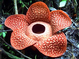 Rostlina s názvem Raflézie Tuan-Mudae (Rafflesia tuan-mudae) dosáhla po...