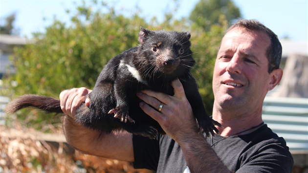 Na snímku z jara 2019 ukazuje David Schaap v tasmánské chovné stanici Cressy jednoho z ďáblů medvědovitých určených pro pražskou zoo.