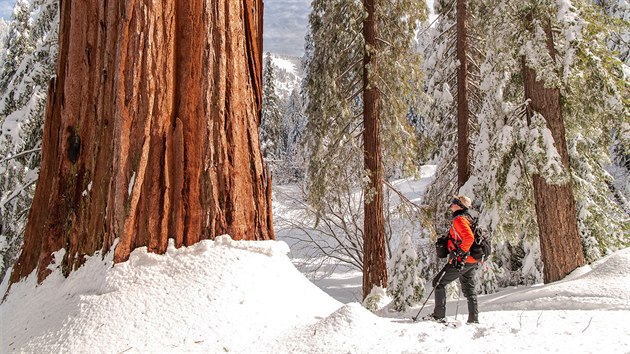 Dárci z celého světa se složili na nákup sekvojového lesa Alder Creek v kalifornských Sněžných horách.