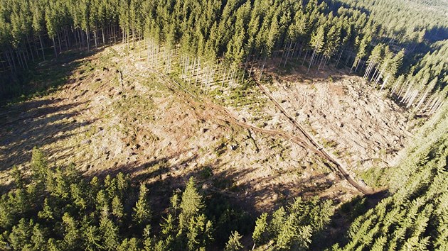 Záběry z dronu ukazují rozpad hospodářských lesů na vrcholu Přední Jestřábí a Zadní Jestřábí, na jih od rezervace Rejvíz.