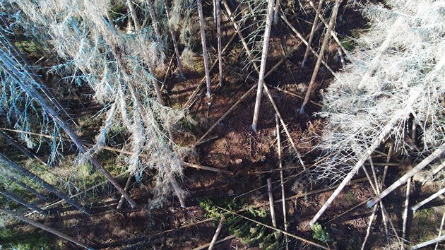 Záběry z dronu ukazují rozpad hospodářských lesů v okolí rezervace Suchý vrch na vrcholu stejnojmenné hory.