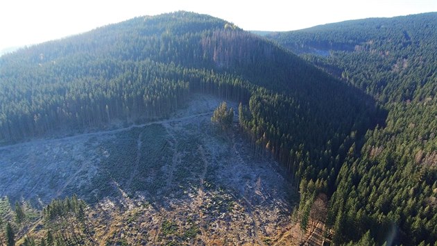 Záběry z dronu ukazují rozpad hospodářských lesů v okolí rezervace Suchý vrch na vrcholu stejnojmenné hory.