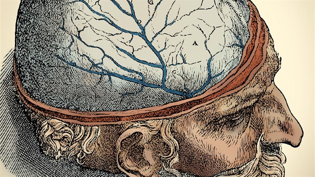 Anatomie lidského mozku, Vesalius, 16. století