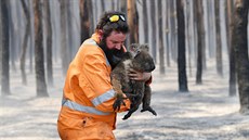 Australský záchranář s popáleným koalou na Klokaním ostrově (7. ledna 2020)