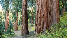 Sekvojový les Alder Creek v kalifornských Sněžných horách. Podobné stromy nyní začnou vědci pěstovat na Vysočině.
