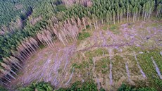 Záběry z dronu ukazují masivní šíření kůrovce a velké těžby s tvorbou holin ve...