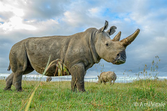Samice nosorožce bílého severního Fatu se pase na louce ve výběhu rezervace Ol...