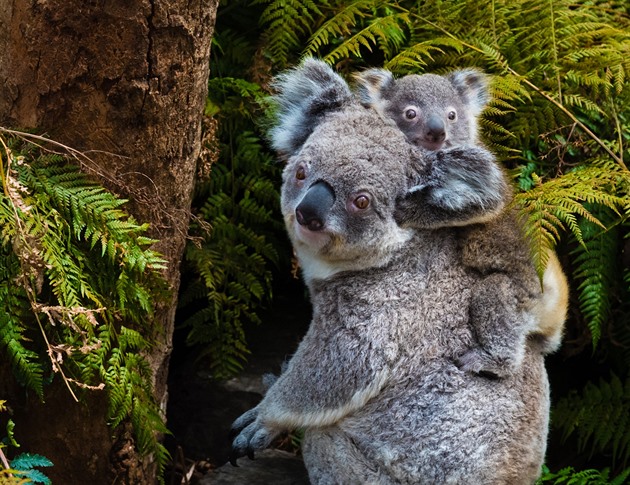 Australská příroda kolabuje kvůli ignoraci, hojně ztrácí zvířata i rostliny
