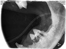Intraorální RTG snímek spodní čelisti kočky postižené resorpční lézí zubů a...