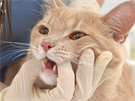 Dentální vyšetření koček a psů může předejít dalším zdravotním komplikacím.
