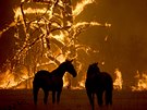 Koně sledují z ohrady hořící stromy u města Bilpin na východě Austrálie. (21....