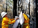 Záchranáři odchytávají koaly ze spálených lesů. (Austrálie)