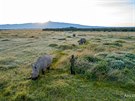 Letecký pohled na výbh nosoroc bílých severních v rezervaci Ol Pejeta s...