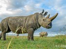 Samice nosoroce blho severnho Fatu se pase na louce ve vbhu rezervace Ol...