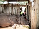 Bhem zákroku veterinái nosoroce peliv kontrolují, aby se ujistili, e ve...