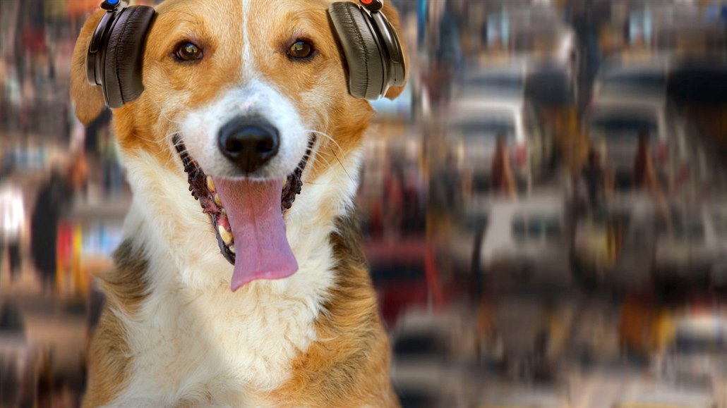 Spotify má nový playlist pro mazlíčky. Čeští cvičitelé jsou skeptičtí