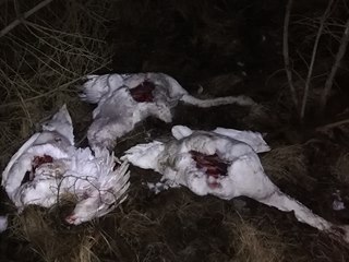 U cesty na pomezí mezi Krásnou Lípou a Varnsdorfem leželo pět mrtvých labutí,...