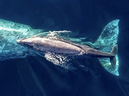 RODINA. Matka s mládtem edé velryby v hlubinách oceánu.