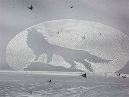 Obraz kojota na svahu lyžařského střediska La Louise v Kanadě od Simona Becka....