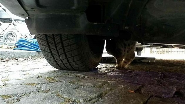 Kočka nedobrovolně absolvovala tříkilometrovou projížďku po Hlinsku zavěšená na podvozku auta.