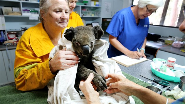 Hospitalizovan koala v rukou zchran. (Austrlie)