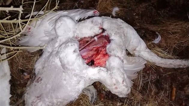 U cesty na pomez mezi Krsnou Lpou a Varnsdorfem leelo pt mrtvch labut, kter mly vyznut prsa.