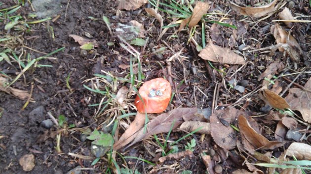 V okolí náměstí ve Mstišově městská policie nalezla návnady s pravděpodobně jedovatými granulemi a propíchané špendlíky.