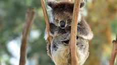 Spící koala spoléhá na to, �e ho v�tve udr�í. 