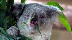 Koala se iví výhradn tko stravitelnými listy eukalyptu, pak je dlouhé...