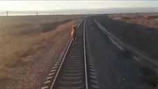 Ruský vlak hodinu brzdil velbloud, který odmítl opustit kolejit