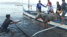 Filipínci zachraovali kon zapomenuté u sopky Taal (16. ledna 2020)