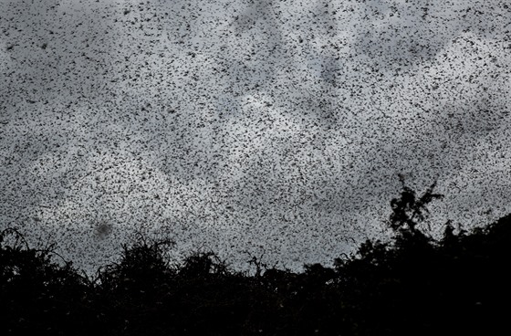 Přemnožené kobylky devastují východní Afriku. (25. ledna 2020)