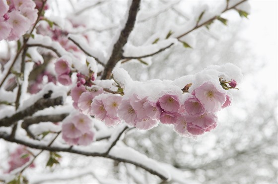 Občas u nás některé stromy či keře vykvetou uprostřed zimy, jako sakura na...