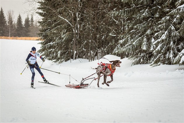 V polovin února jirkovská musherka Martina tpánková odjídí do védska, kde...