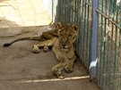 V chartúmské zoo už týdny hladovějí lvi. (19. ledna 2020)