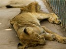V chartúmské zoo už týdny hladovějí lvi. (19. ledna 2020)