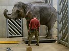 Slon indický Shanti (22. 1. 2020, 3 540 kg)