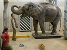 Gulab, samice slona indického, bhem váení 22. ledna 2020 (3 266 kg).