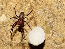 Meta temnostní. Tito pavouci ijí trvale v jeskyních, ve vtích, vlhkých a...