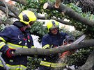Spadl strom v Karlovch Varech. (28.1.2020)