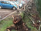 Ve Vrovicch spadl strom na zaparkovan auto.(28.1.2020)