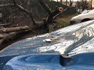 Ve Vrovicch spadl strom na zaparkovan auto.(28.1.2020)