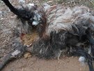 Farmáři ve Vochově nedaleko Plzně přišli o nejsilnějšího berana. Zabil ho vlk....