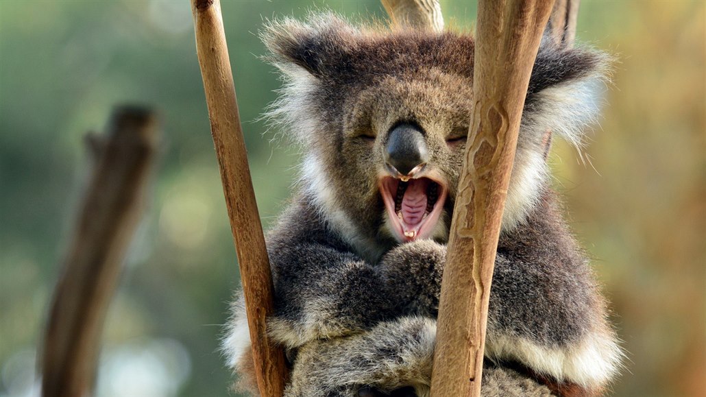 Koala není žádný medvídek a aktivní už vůbec ne
